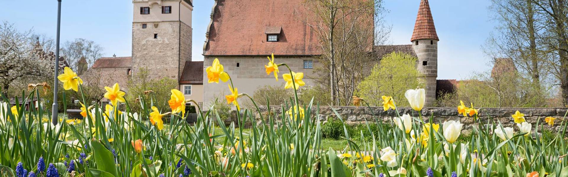 historic caste dinkelsbuhl, spring landscape with narcissus flower bed in front.